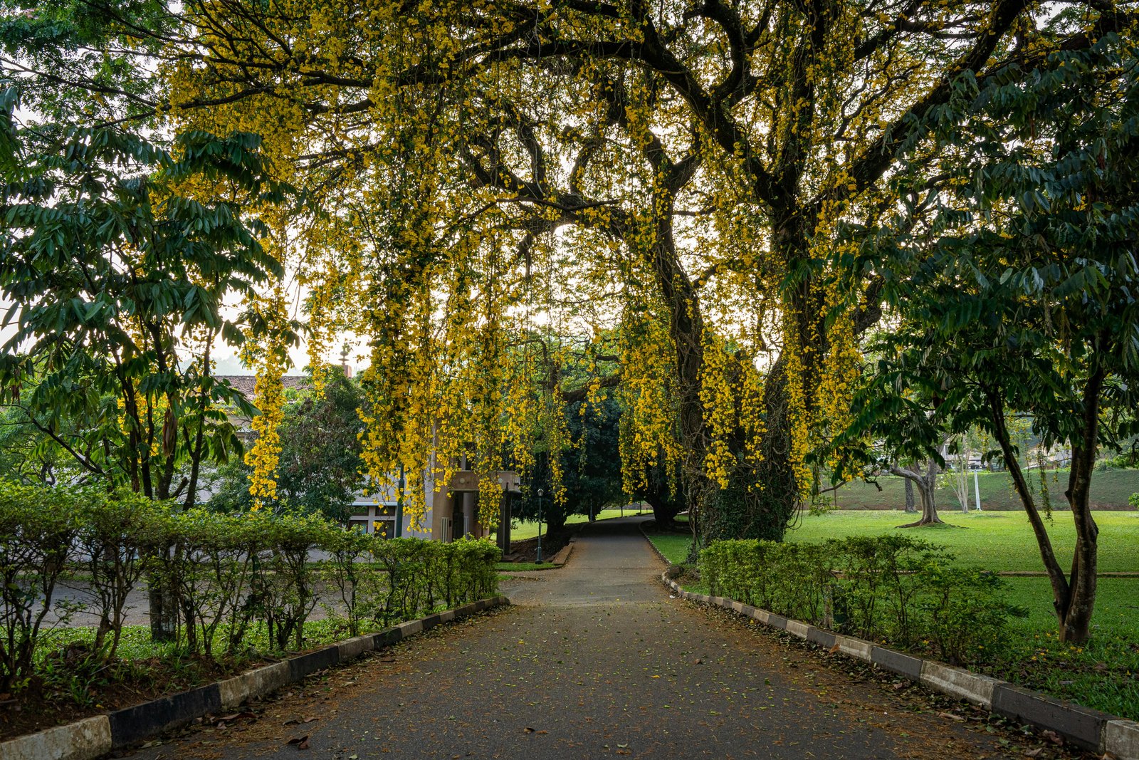Royal Botanical Garden